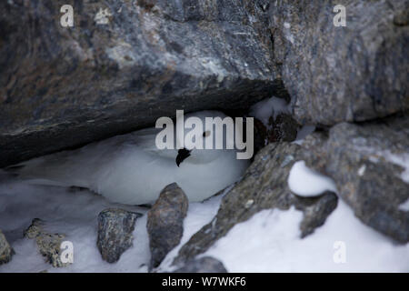 Snow petrel (Pagodroma nivea) on nest, Antarctica, November. Stock Photo