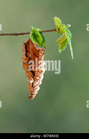 Young Hazel (Corylus avellana) leaves in spring, with a dead leaf from the previous year, New Forest National Park, Hampshire, England, UK, April. Stock Photo