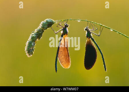 Two Beautiful demoiselles (Calopteryx virgo), River Char, Charmouth, Dorset, England, UK, June. Stock Photo