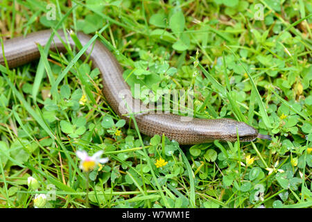 Slow worm (Anguis fragilis) in garden, Alsace, France, May. Stock Photo