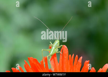 Male Speckled bush cricket (Leptophyres punctatissima) nymph, on poppy Turkenlouis (Papaver orientale Turkenlouis), Alsace, France, May Stock Photo