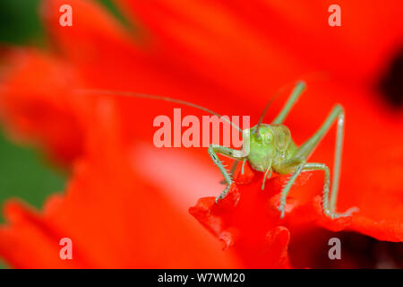 Male Speckled bush cricket (Leptophyres punctatissima) nymph on Turkenlouis poppy (Papaver orientale Turkenlouis), Alsace, France, May Stock Photo