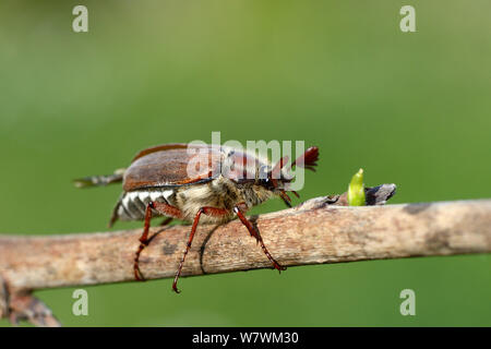 Cockchafer Beetle (Melolontha melolontha) Alsace, France, May. Stock Photo