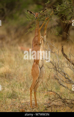 Gerenuk (Litocranius walleri) female standing on hind legs and feeding from a high branch, Samburu Game Reserve, Kenya. October. Stock Photo