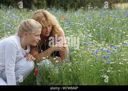 Mother and daughter observing Honey bee (Apis mellifera) in flight, in wild flowers at &#39;Bee World&#39;, Bishop&#39;s Meadow, Farnham. Surrey, England, UK, July 2014. Model released. Bee Worlds is an initiative of Friends of the Earth. Stock Photo