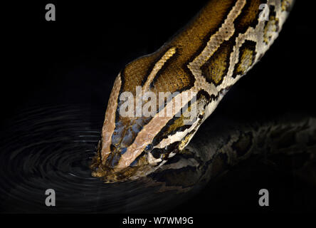 Burmese Python (Python bivittatus) drinking, captive Stock Photo