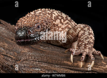 Mexican Beaded Lizard (Heloderma horridum) captive, native to Mexico and Guatemala. Stock Photo