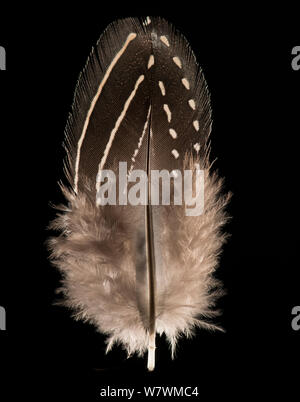 Vulturine Guineafowl (Acryllium vulturinum) feather against black background. Stock Photo