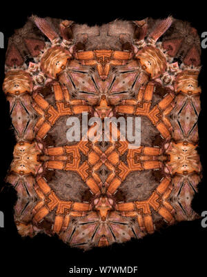 Kaleidoscope pattern formed from picture of Tarantula  Restricted for Editorial use until December 2015 Stock Photo