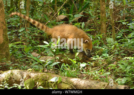 Ring-tailed coati (Nasua nasua) foraging, Serra Bonita Private Natural Heritage Reserve (RPPN Serra Bonita), Camacan, Southern Bahia State, Eastern Brazil. Stock Photo