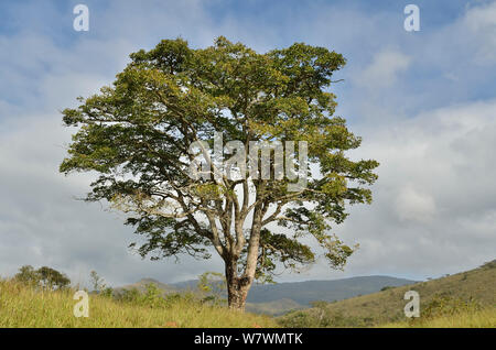 Jatoba Tree (Hymenaea courbaril) at Sao Roque de Minas town, near Serra da Canastra National Park, Cerrado region, Minas Gerais State, Southeastern Brazil Stock Photo