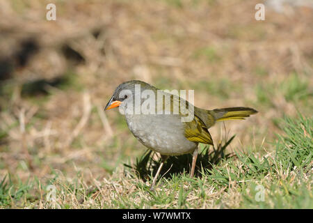 Great Pampa-Finch (Embernagra platenis) highlands of Itatiaia National Park, Itamonte. Minas Gerais State, Southeastern Brazil. Stock Photo