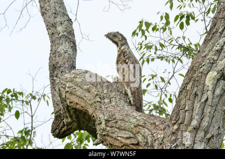 Great Potoo (Nyctibius grandis) in tree, Pantanal, Mato Grosso State, Western Brazil. Stock Photo