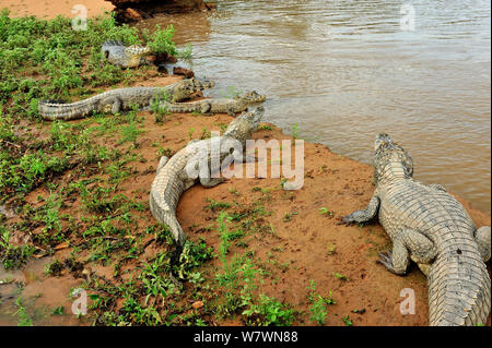Yacare Caimans (Caiman yacare) on the bank of the Piquiri River, Pantanal of Mato Grosso, Mato Grosso State, Western Brazil. Stock Photo