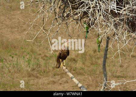 Southern crested caracara (Caracara plancus) looking up at Monk parakeets (Myiopsitta monachus) in tree, Pantanal, Brazil. Stock Photo