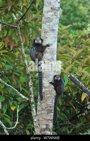 Wied&#39;s Black-tufted-ear Marmoset (Callithrix kuhlii) climbing tree, in montane Atlantic Rainforest of Serra Bonita Private Natural Heritage (RPPN Serra Bonita), Camacan, Southern Bahia State, Eastern Brazil. Stock Photo