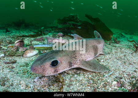 Lesser spotted catshark (Scyliorhinus canicula) resting on the seabed in channel between two islands. Shetland Islands, Scotland, British Isles, July. North East Atlantic Ocean. Stock Photo