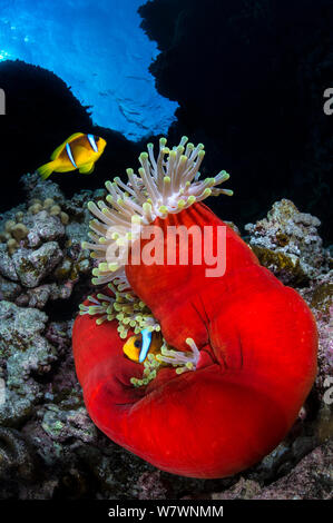 Red Sea anemonefish (Amphiprion bicinctus) with their home, Magnificent sea anemone (Heteractis magnifica) which has closed up in the late afternoon revealing, on coral reef. St Johns Reef. Egypt. Red Sea. Stock Photo