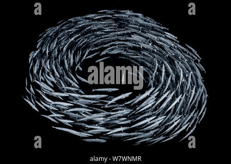 School of Blackfin barracuda (Sphyraena qenie) forming  circle in open water off the wall at Shark Reef, Ras Mohammed Marine Park, Sinai, Egypt. Red Sea. Stock Photo