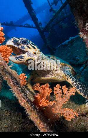 Hawksbill turtle (Eretmochelys imbricata) feeding on red soft corals (Scleronephthya corymbosa) on the wreck of Giannis D, Abu Nuhas reef. Strait of Gubal, Red Sea. Egypt. Stock Photo
