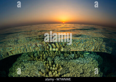 Split level view of coral reef with corals (Acropora sp.) and Sargassum seaweed (Turbinaria decurrens) at sunset. Abu Nuhas, Egypt. Strait of Gubal, Red Sea. Stock Photo