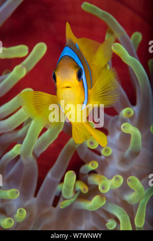 Red Sea anemonefish (Amphiprion bicinctus) in front of magnificent sea anemone. Anemone City, Ras Mohammed Marine Park, Sinai, Egypt. Gulf of Aqaba, Red Sea. Stock Photo
