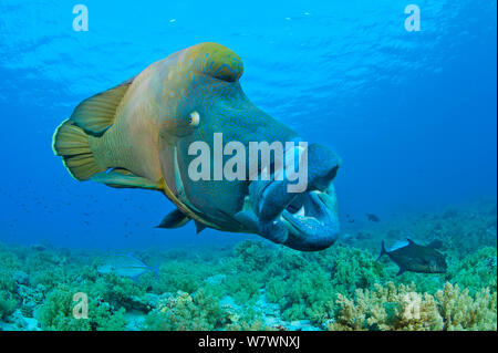 Large male Napoleon wrasse (Cheilinus undulatus) yawning. Ras Mohammed, Sinai, Egypt. Red Sea. Stock Photo