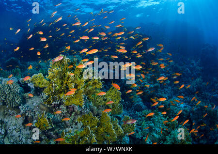 Scale fin anthias (Pseudanthias squamipinnis) swarm over coral reef with fire coral (Millepora dichotoma) in the Red Sea in the morning. Ras Mohammed Marine Park, Sinai, Egypt. Gulf of Aqaba, Red Sea. Stock Photo