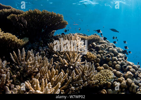 Hard, reef building corals (Acropora spp) and (Porites sp.) growing on shallow coral bommie. The Alternatives, Ras Mohammed, Sinai, Egypt. Red Sea. Stock Photo