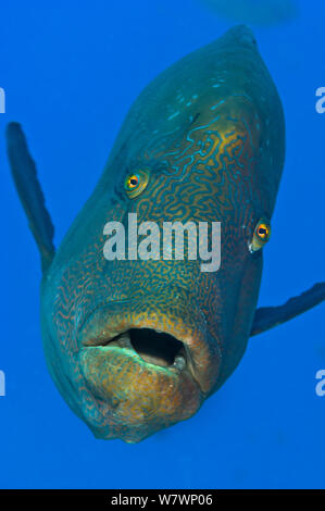 Adult male Napoleon wrasse (Cheilinus undulatus) swimming in open water adjacent to coral reef. Ras Mohammed Marine Park, Sinai, Egypt. Red Sea. Endangered species. Stock Photo