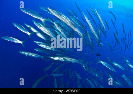 School of Blackfin barracuda (Sphyraena qenie) in open water off the wall at Shark Reef, Ras Mohammed Marine Park, Sinai, Egypt. Red Sea. Stock Photo