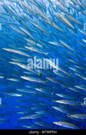 School of Blackfin barracuda (Sphyraena qenie) in open water off the wall at Shark Reef, Ras Mohammed Marine Park, Sinai, Egypt. Red Sea. Stock Photo