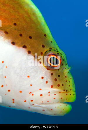 Portrait of Forster&#39;s hawkfish (Paracirrhites forsteri) against the blue. Ras Katy, Sinai, Egypt. Gulf of Aqaba, Red Sea. Stock Photo