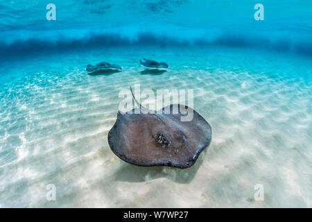 Three southern stingrays (Dasyatis americana) under waves. Stingray City, Grand Cayman, Cayman Islands, British West Indies. Caribbean Sea. Bait was used for this shot. Stock Photo