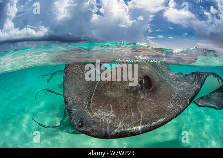 Southern stingray (Dasyatis americana) at the surface. Stingray City, Grand Cayman, Cayman Islands, British West Indies. Caribbean Sea. Bait was used for this shot. Stock Photo