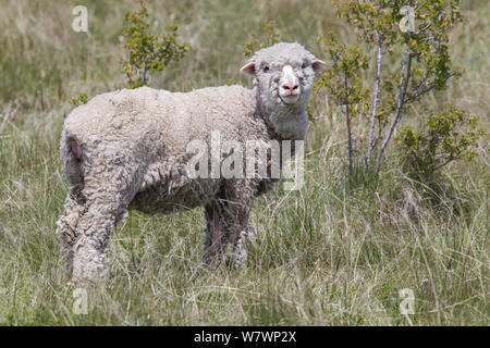 Merino sheep (Ovis aries) six-month old lamb amongst long pasture grass. Mount John, Central Otago, New Zealand. November. Stock Photo