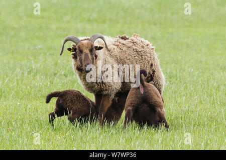 Manx loughtan (Ovis aries) ewe with two large lambs suckling. Cregneash, Isle of Man, United Kingdom. May. Stock Photo