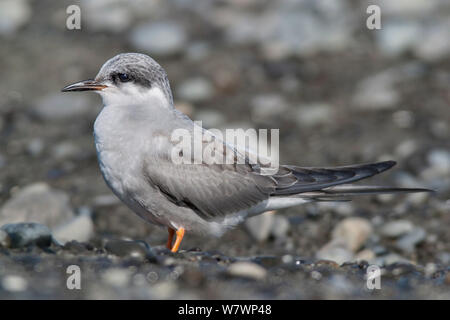 Juvenile Black-fronted tern (Chlidonias albostriatus) resting on a beach. This bird is moulting into immature plumage. Ngaruroro Rivermouth, Hawkes Bay, New Zealand, August. Endangered species. Stock Photo