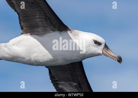 Immature Black-browed albatross (Thalassarche melanophris) flying at sea, showing head and underwing. Off Hick&#39;s Bay, East Cape, New Zealand, October. Stock Photo
