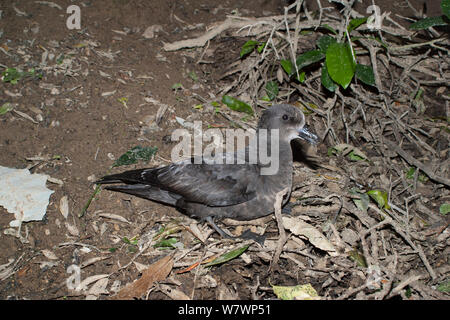 Adult Grey-faced petrel (Pterodroma gouldi) sitting outside its nesting burrow at a breeding colony. Cuvier Island, Coromandel, New Zealand, August. Stock Photo