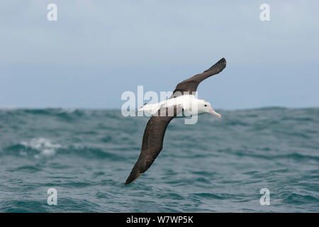 Immature Northern Royal albatross (Diomedea sanfordi) in flight over the ocean, showing upperwing. The dark tail tips and small amount of dark on cap identify this bird as an immature. Kaikoura, Canterbury, New Zealand, December. Endangered species. Stock Photo