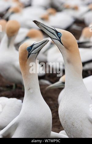 Adult male Cape gannet (Morus capensis) (right) and a female Australasian gannet (Morus serrator) (left) courting at a nest site. Cape Kidnappers, Hawkes Bay, New Zealand, September. Stock Photo
