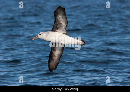 Late stage immature Black-browed albatross (Thalassarche melanophris) (possibly 3-4 years old) in flight showing underwing. Off Gisborne, East Coast, New Zealand, August. Near threatened. Stock Photo