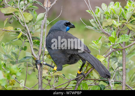Adult female Kokako (Callaeas wilsoni) perched in a shrub showing the distinctive strong legs, black zoro mask and blue wattles of this species. Tiritiri Matangi Island, Auckland, New Zealand, October. Endangered species. Stock Photo
