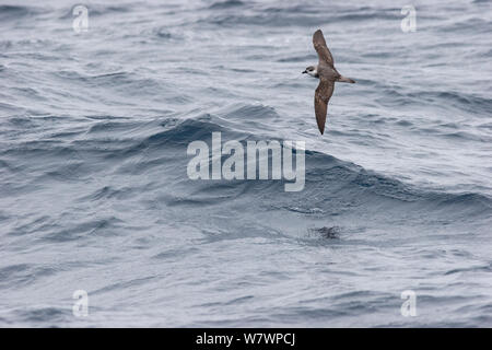 Black-winged petrel (Pterodroma nigripennis) in flight at sea, showing the upperwing pattern. Off the Three Kings, Far North, New Zealand, April. Stock Photo