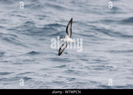 Black-winged petrel (Pterodroma nigripennis) in flight at sea, showing the underwing pattern. Off the Three Kings, Far North, New Zealand, April. Stock Photo
