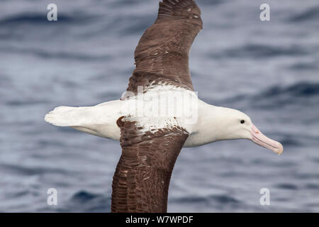 Adult Northern Royal albatross (Diomedea sandfordi) in flight at sea, showing the upperwing pattern and black cutting edge on the bill diagnostic of Royal albatross. Off North Cape, New Zealand, April. Endangered species. Stock Photo