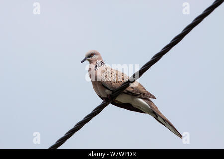 Adult Spotted dove (Streptopelia chinensis) perched on a powerline against a blue sky. Cairns, Queensland, Australia. April. Stock Photo