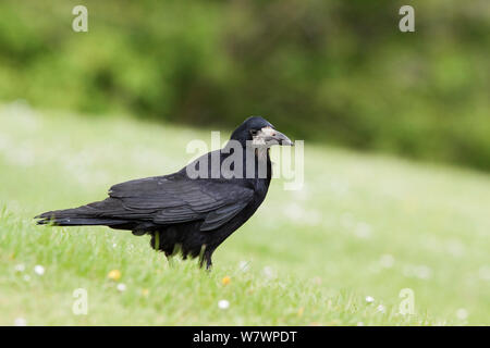 Immature Rook (Corvus frugilegus) with worn juvenile flight feathers, perched on the ground amongst short grass. Reading, United Kingdom. May. Stock Photo