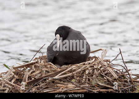 Adult Eurasian coot (Fulica atra) peering down at its eggs whilst incubating. Sandwell Valley RSPB, Birmingham, United Kingdom. May. Stock Photo